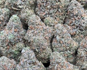 Frosty Gelato – PK340