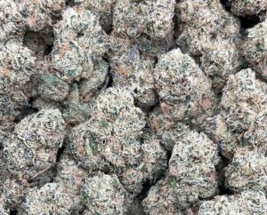 Gorilla Mintz – PK338