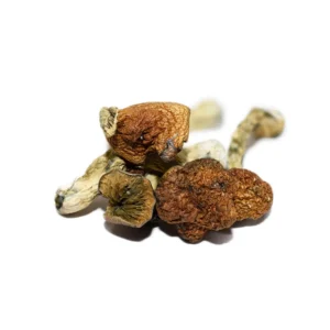 African Goliath – Shrooms